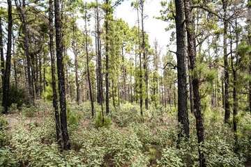 De ruta por el macizo de Tamadaba/Antonio Ali.